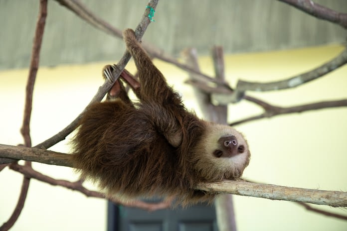 Are Sloth Lazy?