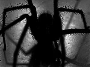 Scary Stories To Tell In The Dark When A Ghost Spider Monster Infiltrate Her