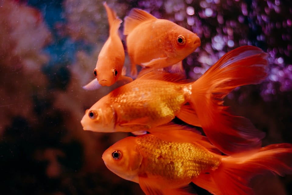 What is blind fish or bind fish survive in aquarium?